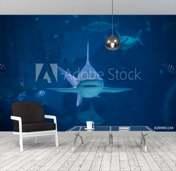 Picture of A silvertip shark swimming toward camera in a blue water aquarium in Singapore